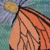 Monarch & Asters closeup (2)